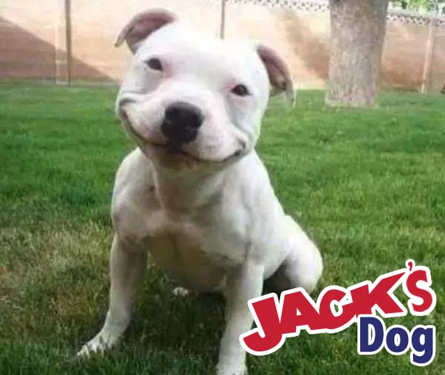Jack's Dog photo