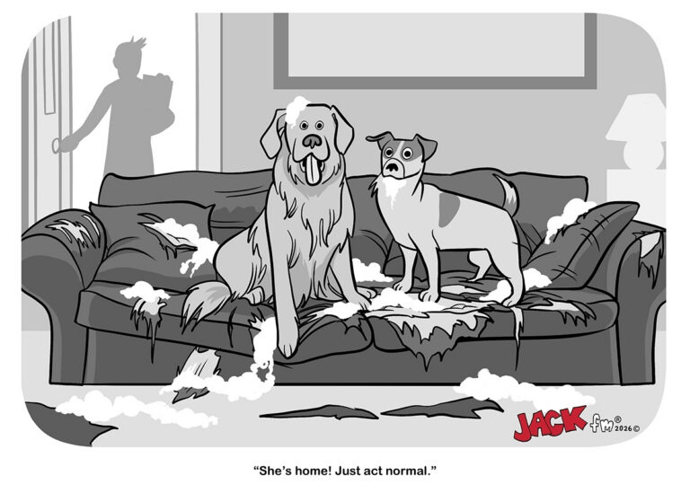 jackfm_2607_LMT_0127a_dogcouch